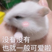 竹鼠 可爱 萌宠 搞怪 文字表情包