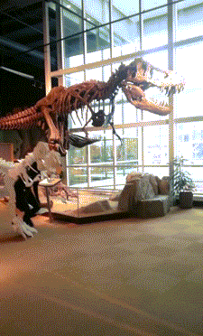 恐龙化石 背着走 搞笑 室内