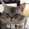 萌宠 猫星人 爷服了 惊讶 搞怪 呆萌