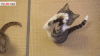 祈求 站立 小猫 可爱