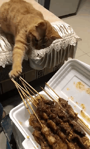 猫咪 烤串 我也想吃