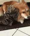 猫咪 狗狗 萌宠 可爱