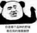 猪圈