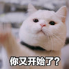 萌宠 喵星人 你又开始了？ 又来了是吗 憨憨 可爱
