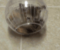猫猫 卖萌 可爱 恶搞