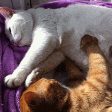 猫咪 睡觉 毯子 醒醒  按摩