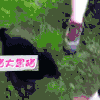 萌宠 汪星人 太黑了 追赶