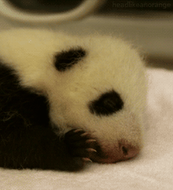 熊猫 宝宝 伸懒腰 萌化了 天然呆 动物 panda