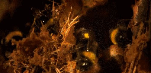 昆虫 神话的森林 窜动 纪录片 蜜蜂
