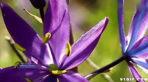 紫色 花朵 美丽 绽放
