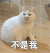 猫咪 呆萌 可爱 斗图 不是我