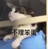 萌宠 猫星人 不理笨蛋 嫌弃 呆萌 可爱