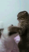 猫咪 狗狗 打架 搞笑
