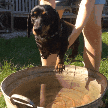 狗狗 水盆 草地 洗澡