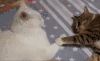 动物 萌宠 猫
