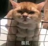 萌宠 喵星人 腹肌 凝视 搞怪 呆萌 可爱