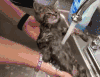 猫咪 洗澡 听话 乖巧