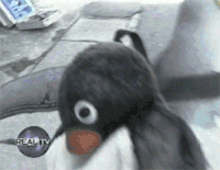 企鹅 penguin 玩偶