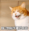 萌宠 猫星人 除了转账不要打扰我 搞怪 呆萌 逗