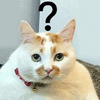 萌宠 蒙圈 猫 搞怪 逗