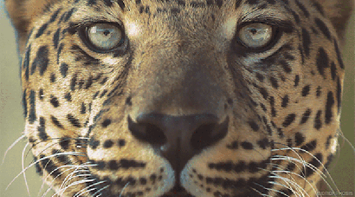 豹子 大眼睛 胡须 花纹