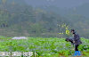 食在囧途 综艺 萝卜