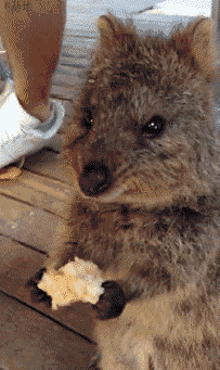神奇动物 澳洲短尾袋鼠 可爱 微笑天使 萌萌哒 吃东西