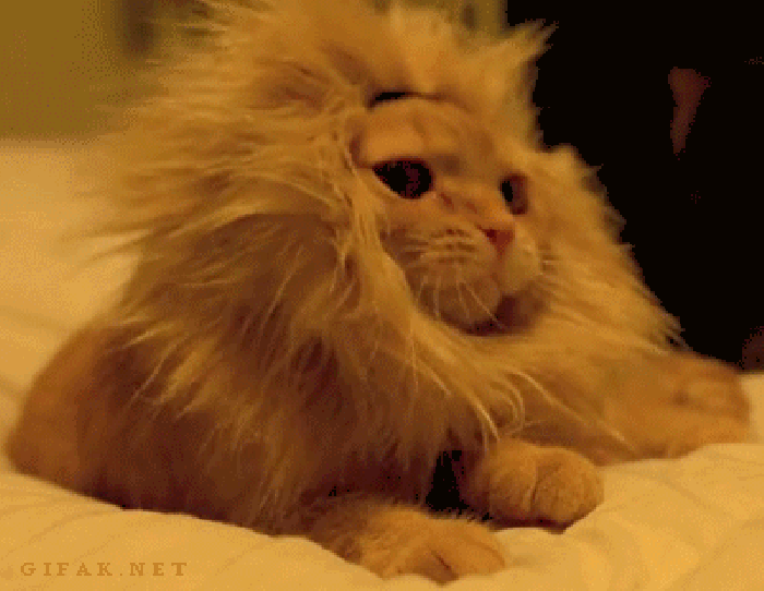 萌宠 猫咪 头套 狮子