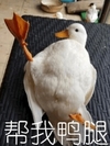 萌宠 鸭子 帮我压腿 开心 搞怪 呆萌