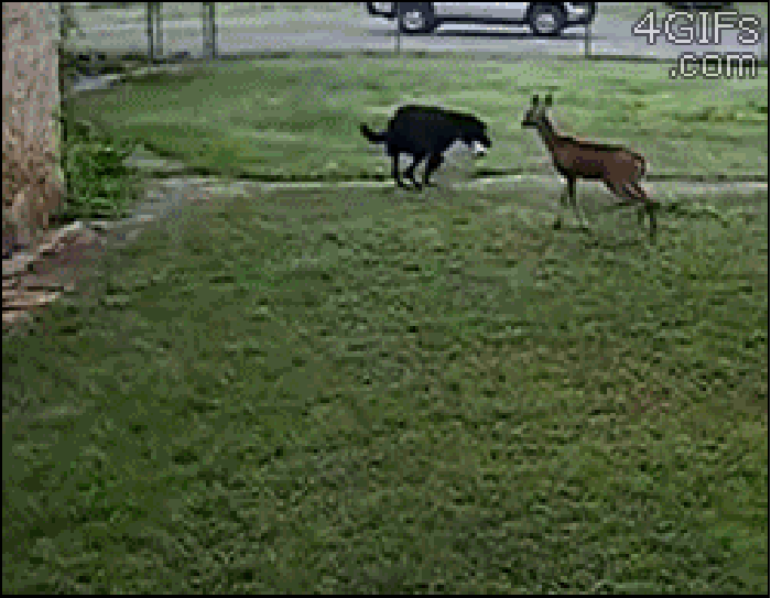草坪 黑狗 小鹿 玩耍