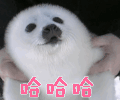 哈哈哈 海豹