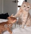 萌宠 猫星人 你不是我对手 搞怪 逗 沙雕
