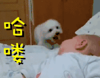 狗狗 萌娃 弹跳 哈喽看我