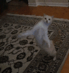 猫咪 地毯 跳舞 魔性