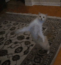猫咪 地毯 跳舞 魔性