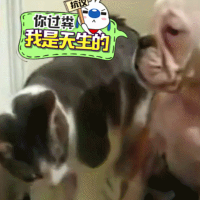 萌宠 猫咪和狗狗 天生的 打架