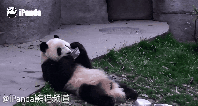 大熊猫 国宝 吃货 放松