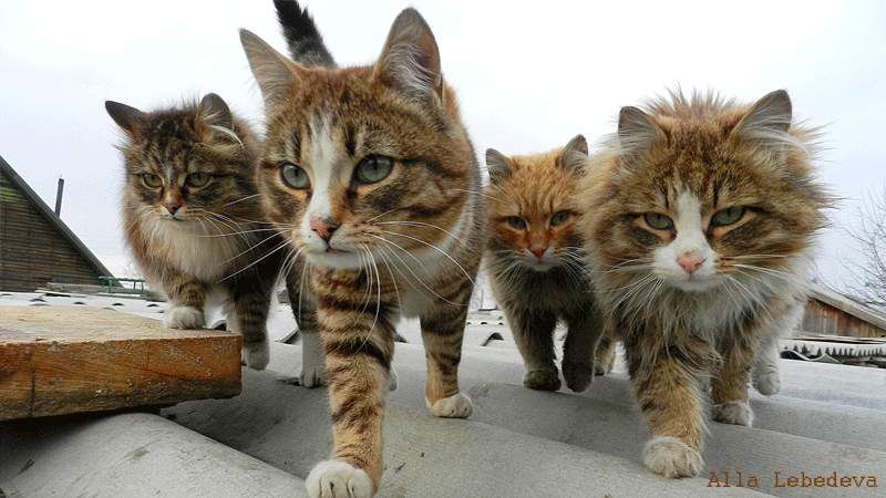 四只猫 可爱 注视 户外