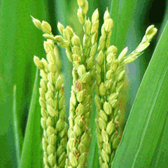 水稻 大米 成熟 自然 食材