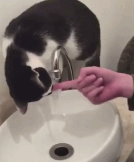 猫咪 水龙头 喝水 可爱