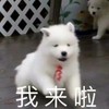 萌宠 汪星人 我来啦 来了来了 搞怪 呆萌