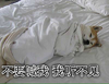 假期倒计时 柴犬 不要喊我 我听不见 裹紧我的小被子