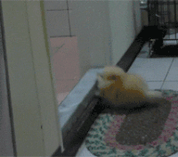 萌宠 汪星人 小短腿 搞怪 呆萌