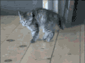 猫咪 惊吓 搞笑