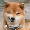 萌宠 汪星人 饭吗过来吧高考 加油 呆萌 搞怪