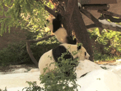 熊猫 爬树 萌化了 天然呆 动物 panda