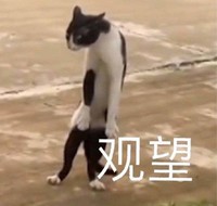 萌宠 猫星人 观望 惊讶 呆萌 可爱