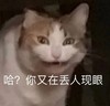 萌宠 喵星人 哈？ 你又在丢人现眼 搞怪 逗