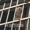 萌宠 猫星人 你这个垃圾 嫌弃 呆萌 可爱