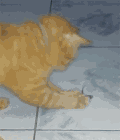 动物 喵星人 老鼠 搞笑